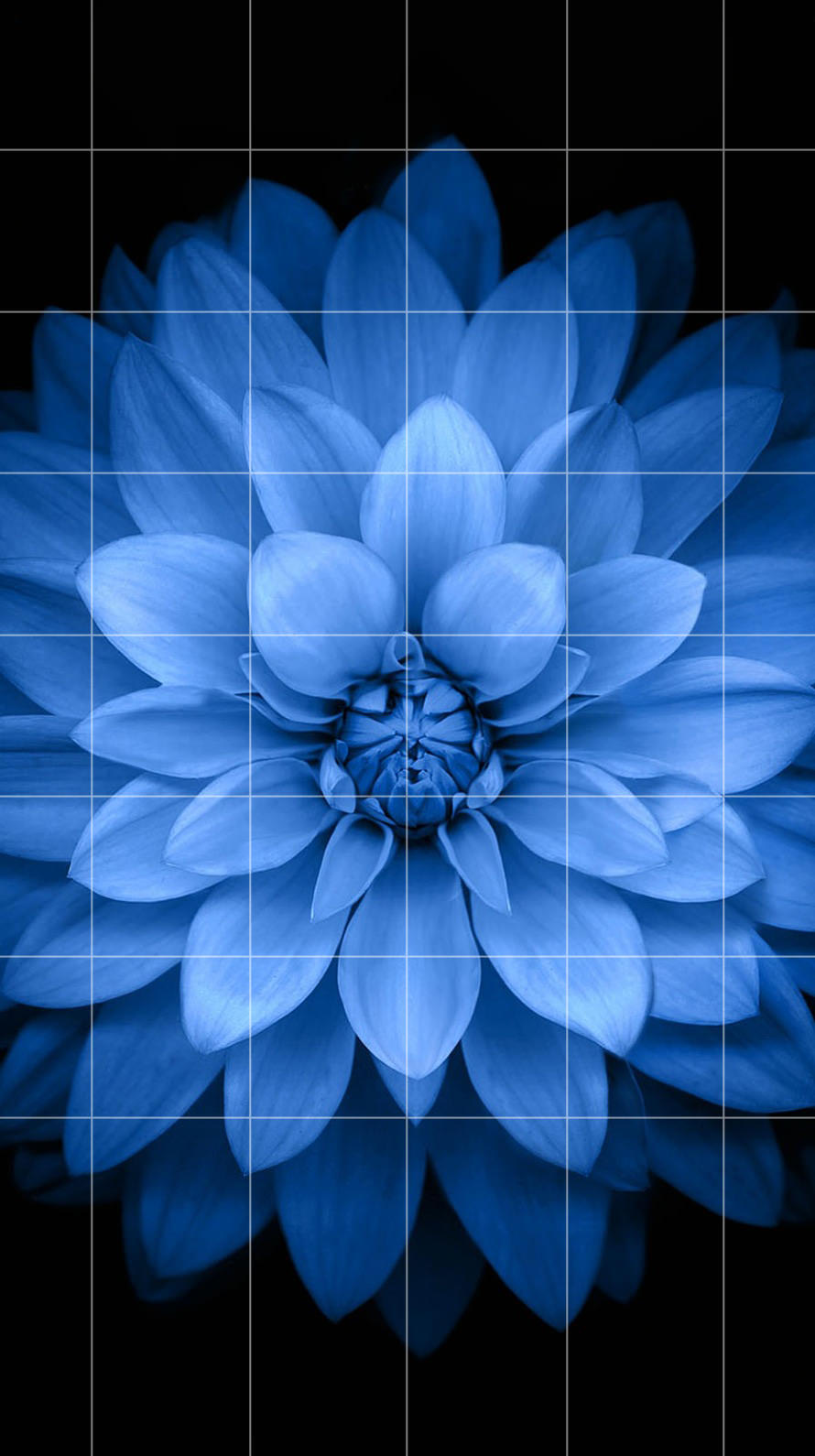  rak  perbatasan biru bunga hitam wallpaper  sc iPhone6s