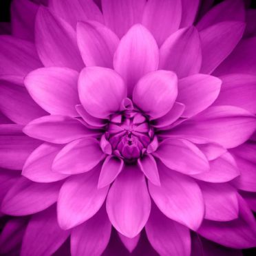 Bunga ungu hitam iPhone6s / iPhone6 Wallpaper