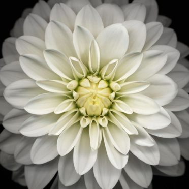 Bunga hitam dan putih iPhone6s / iPhone6 Wallpaper