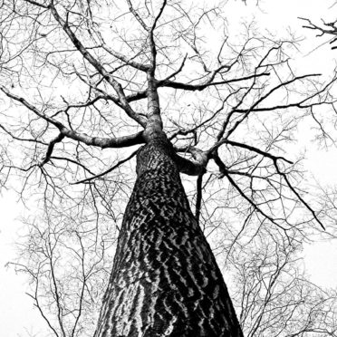 pohon lanskap hitam dan putih iPhone6s / iPhone6 Wallpaper