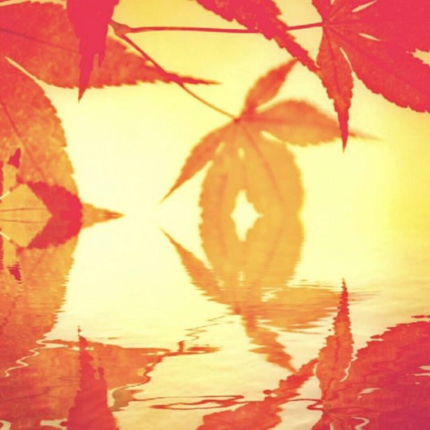 Permukaan air daun musim gugur iPhone6s Plus / iPhone6 Plus Wallpaper