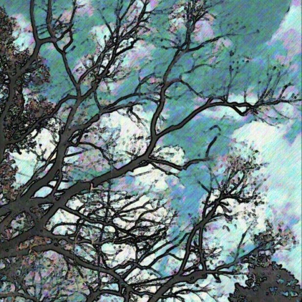 Langit pohon iPhone6s Plus / iPhone6 Plus Wallpaper