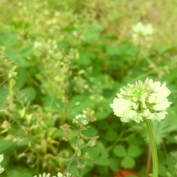 Bunga semanggi putih iPhone6s Plus / iPhone6 Plus Wallpaper