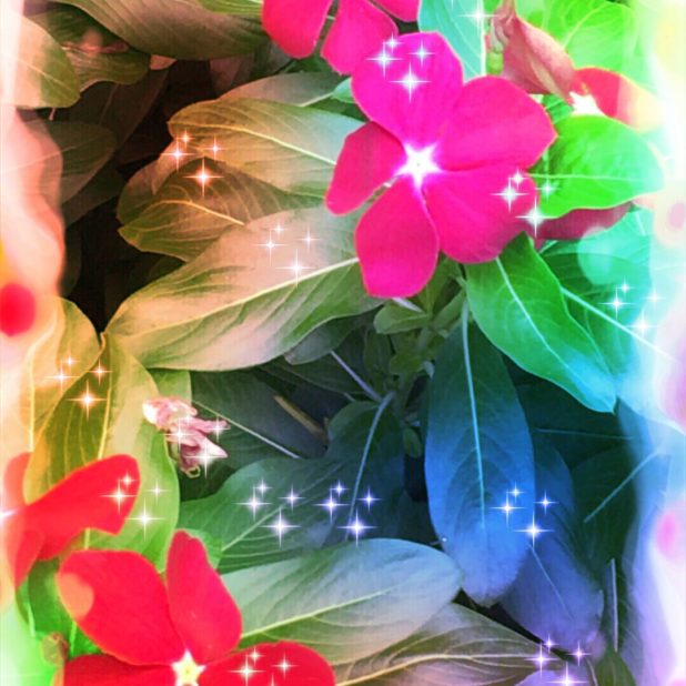 Cahaya bunga iPhone6s Plus / iPhone6 Plus Wallpaper