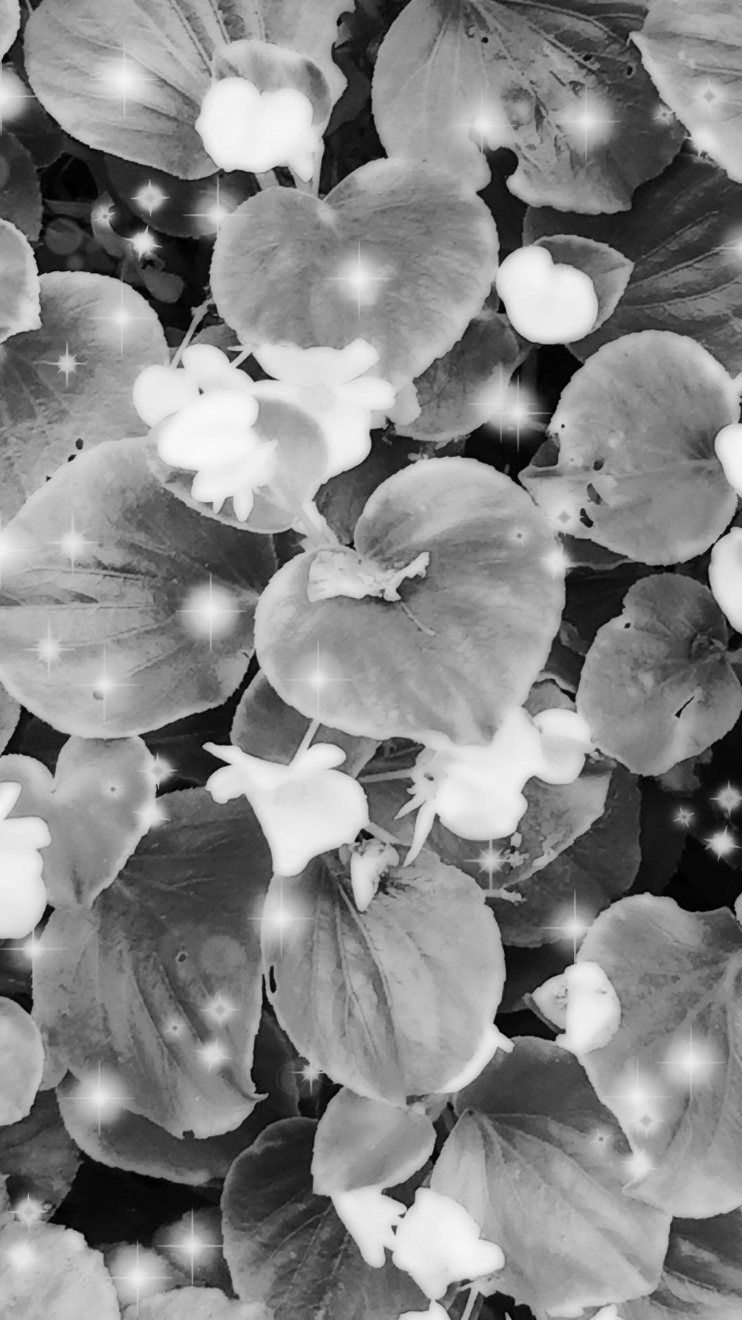 Bunga hitam dan putih | wallpaper.sc iPhone6sPlus