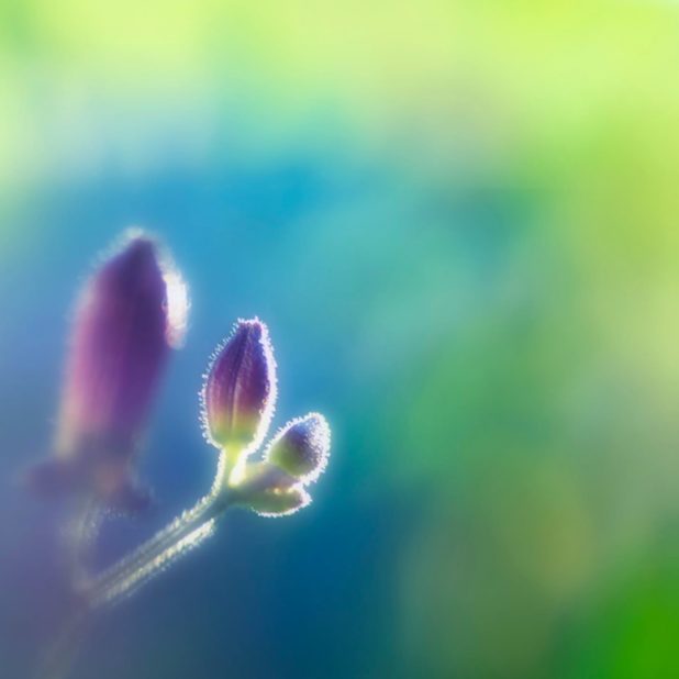 bunga alami ungu iPhone6s Plus / iPhone6 Plus Wallpaper