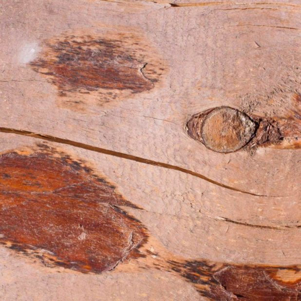 Kabekicha iPhone6s Plus / iPhone6 Plus Wallpaper