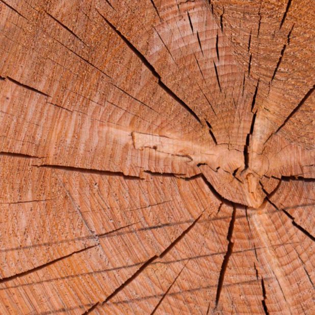 Kabekicha iPhone6s Plus / iPhone6 Plus Wallpaper