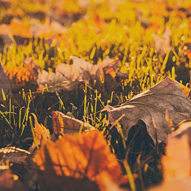 pemandangan daun-daun kering jatuh blur iPhone6s Plus / iPhone6 Plus Wallpaper