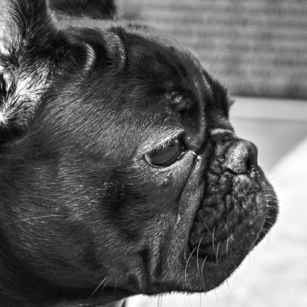 Anjing hitam dan putih iPhone6s Plus / iPhone6 Plus Wallpaper