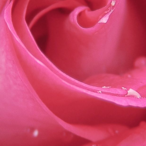 Hanaaka iPhone6s Plus / iPhone6 Plus Wallpaper