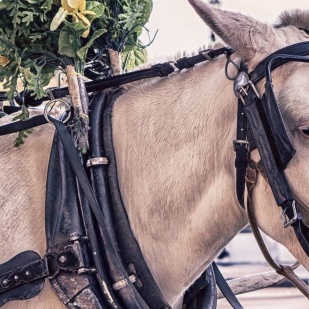 Horse iPhone6s Plus / iPhone6 Plus Wallpaper