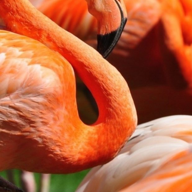 Hewan Flamingo iPhone6s Plus / iPhone6 Plus Wallpaper