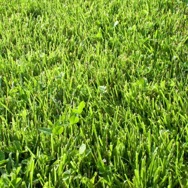 hijau rumput alam iPhone6s Plus / iPhone6 Plus Wallpaper