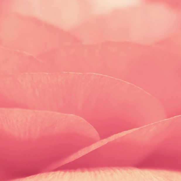 bunga merah muda alami iPhone6s Plus / iPhone6 Plus Wallpaper