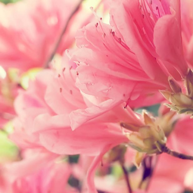 bunga merah muda alami iPhone6s Plus / iPhone6 Plus Wallpaper