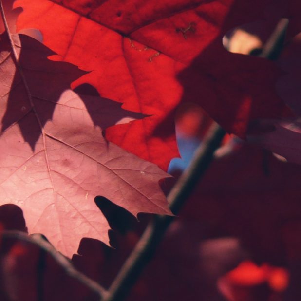 daun musim gugur merah alami iPhone6s Plus / iPhone6 Plus Wallpaper