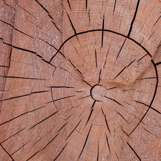 Kabekicha iPhone6s Plus / iPhone6 Plus Wallpaper