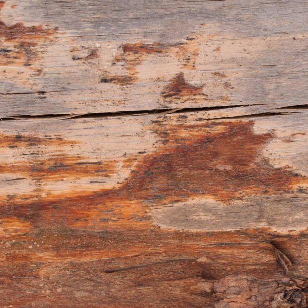 Kabekicha iPhone6s Plus / iPhone6 Plus Wallpaper