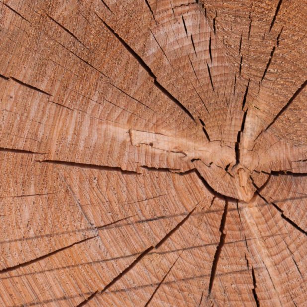 Kabekicha iPhone6s Plus / iPhone6 Plus Wallpaper