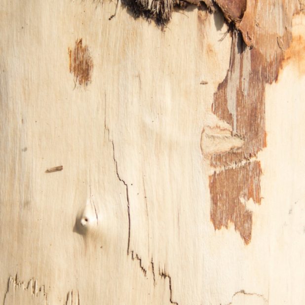 Kabekicha iPhone6s Plus / iPhone6 Plus Wallpaper