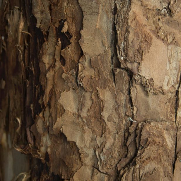 Kabekicha iPhone6s Plus / iPhone6 Plus Wallpaper