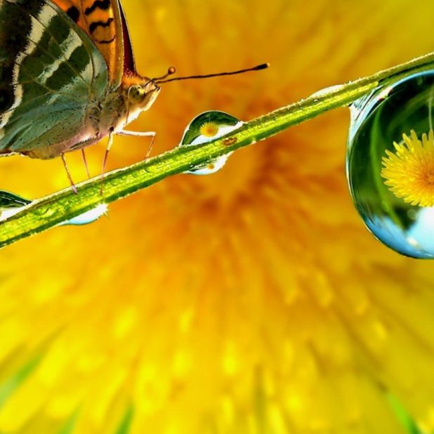Kupu-kupu blur kuning iPhone6s Plus / iPhone6 Plus Wallpaper