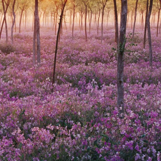 views pohon bunga ungu iPhone6s Plus / iPhone6 Plus Wallpaper