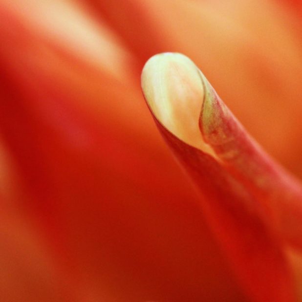 Merah Floral Blur iPhone6s Plus / iPhone6 Plus Wallpaper