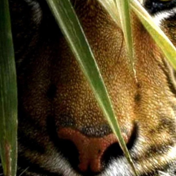 harimau hewan iPhone6s Plus / iPhone6 Plus Wallpaper