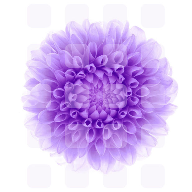 ﾠbunga rak putih ungu iPhone6s Plus / iPhone6 Plus Wallpaper
