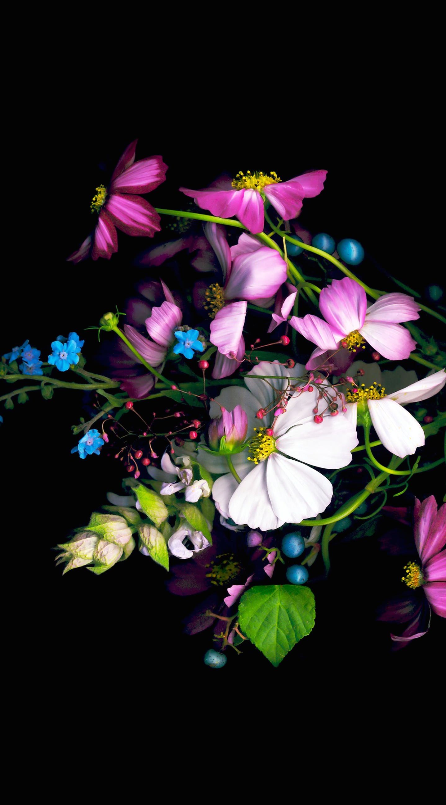 warna-warni bunga hitam | wallpaper.sc iPhone6sPlus