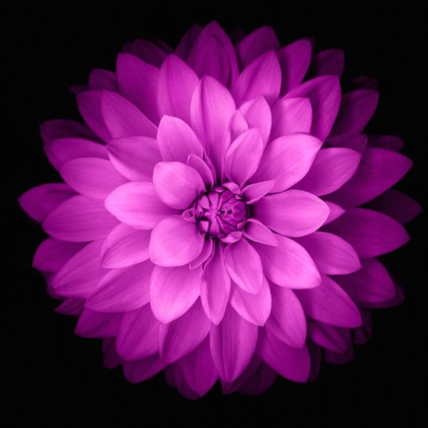 Bunga ungu hitam iPhone6s Plus / iPhone6 Plus Wallpaper