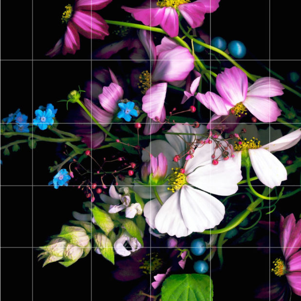 bunga berwarna-warni perbatasan rak hitam iPhone6s Plus / iPhone6 Plus Wallpaper