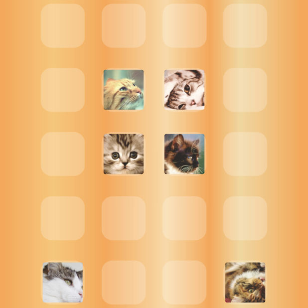 ﾠrak Kucing oranye iPhone6s Plus / iPhone6 Plus Wallpaper