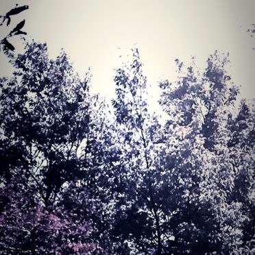 Pemandangan Pohon iPhone7 Wallpaper