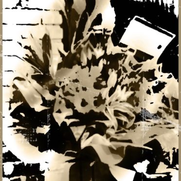 Bunga iPhone7 Wallpaper