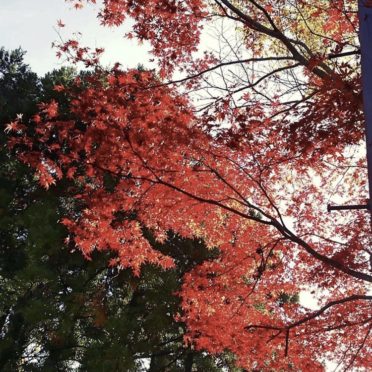 Musim gugur daun lansekap iPhone7 Wallpaper
