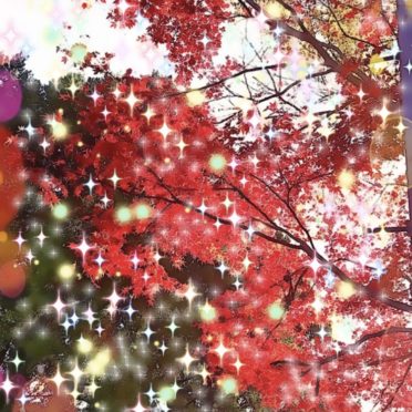 Musim gugur meninggalkan cahaya iPhone7 Wallpaper
