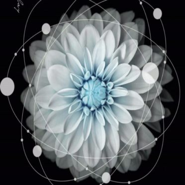 Bunga Keren iPhone7 Wallpaper