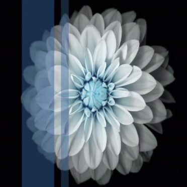 Bunga putih iPhone7 Wallpaper