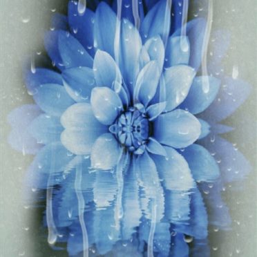 Bunga biru iPhone7 Wallpaper