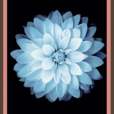 Bunga putih iPhone7 Wallpaper