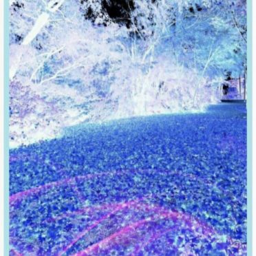Hutan biru iPhone7 Wallpaper