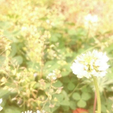 Bunga semanggi putih iPhone7 Wallpaper