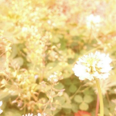 Bunga semanggi putih iPhone7 Wallpaper