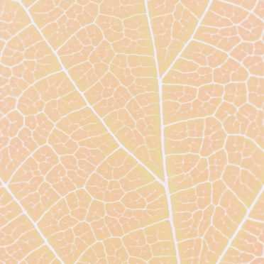 pola vena Jeruk iPhone7 Wallpaper
