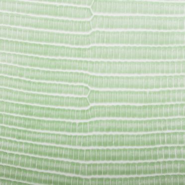 Daun vena gradasi Kuning hijau iPhone7 Wallpaper