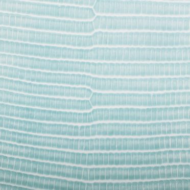 Daun vena gradasi biru muda iPhone7 Wallpaper
