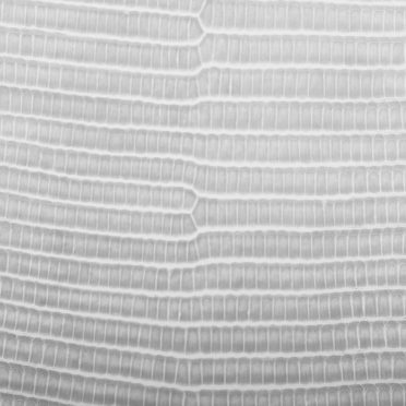 Daun vena gradasi Kelabu iPhone7 Wallpaper